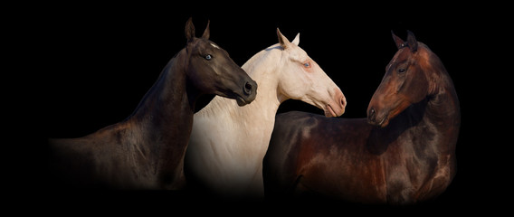 Obraz na płótnie Canvas Group portrait of achal-teke horse banner