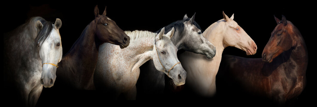 Six Horse Portrait On Black Background