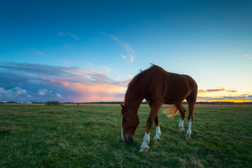 Fototapeta na wymiar brown horse eats grass at field after sunset