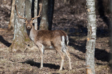 Naklejka na ściany i meble Adult deer in the woods. Latvia