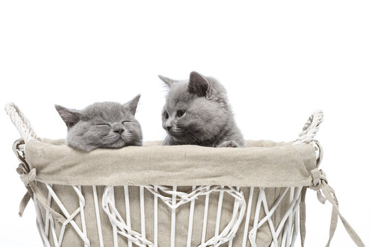 Britisch Kurzhaar BKH Kitten / British Shorthair
