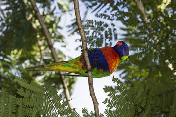 Rainbow Lorikeet