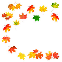 Obraz premium Collection of autumn leaf