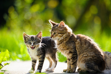 Funny cat and kitten