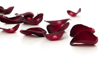 Black Baccara petals