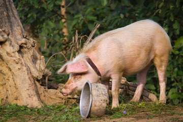 Domestic pig in Bardia, Nepal