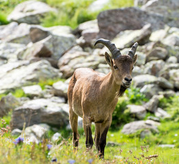 The West Caucasian tur