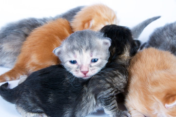 Katzenbabys