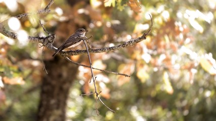 Tarabilla Norteña (Saxicola Rubetra)