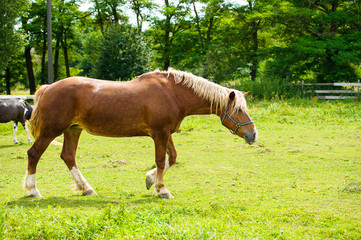 Funny horse