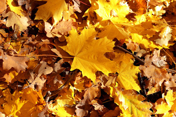 Yellow maple leaf