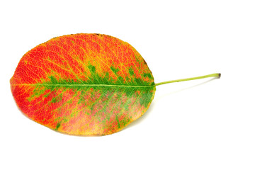 Dry autumn leaf