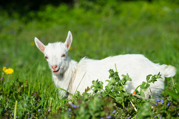 Funny white baby of goat on the green grass