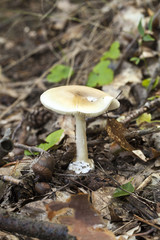 Weißer Knollenblätterpilz
