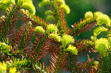 Young pine tree branch