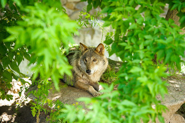 Wolf
