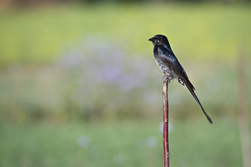 Black drongo.bird in Nepal