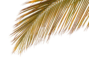 palme de cocotier sur fond blanc