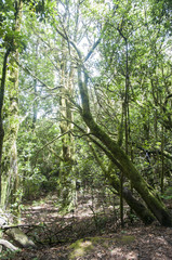 lush forest of the Gomera