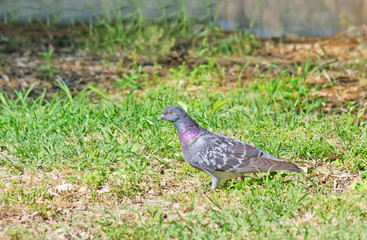 pigeon in the park