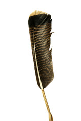 Wild Turkey Tail Feather on a white background