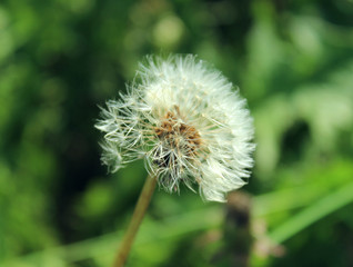 Dandelion