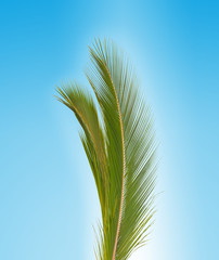 palme verte sur fond bleu