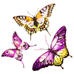 butterflies design