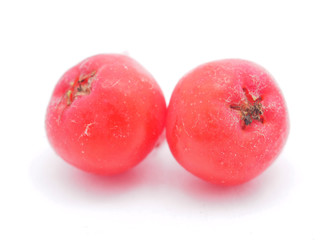 rowan berries on a white background