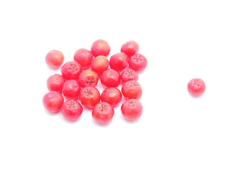 rowan berries on a white background