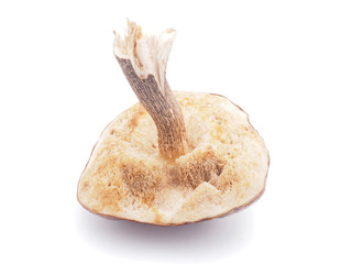 boletus edulis on white background