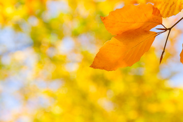yellow leaves in autumn park