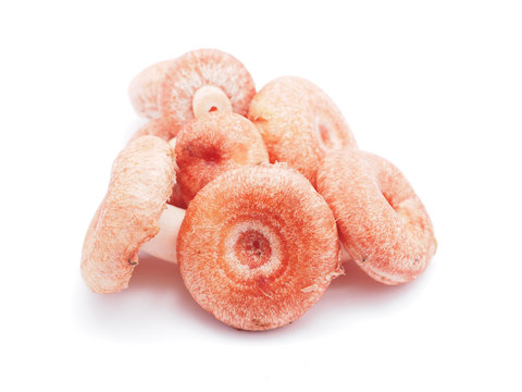 Lactarius torminosus on white background