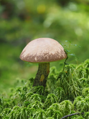 Fall mushroom in the forest