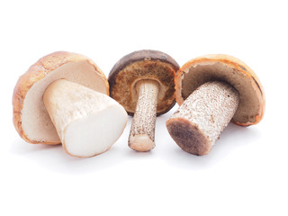 mushrooms on a white background