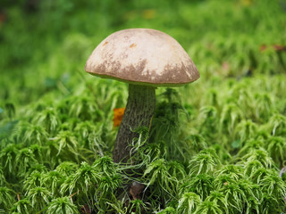 Fall mushroom in the forest