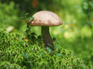 Fall mushroom in the forest