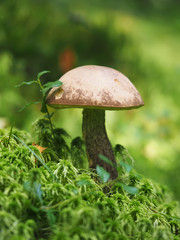 Fall mushroom in the forest