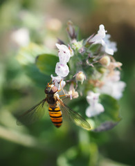 hoverfly in forest