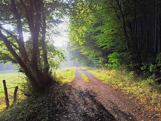 sonniger Weg am Waldrand