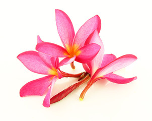 Obraz na płótnie Canvas Tropical flowers frangipani (plumeria) isolated on white backgro