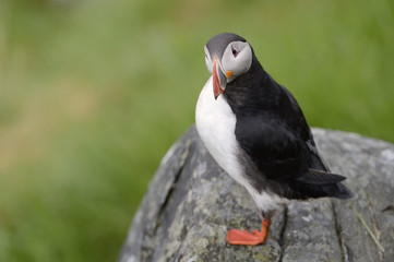 Atlantic Puffin standing cliff edge.