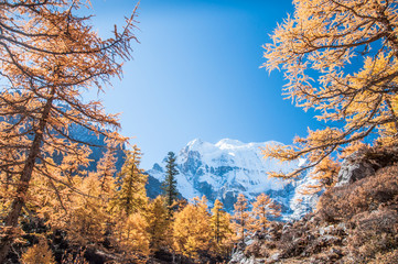 Colorful autumn in Yading,China.