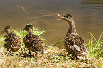 Mother duck