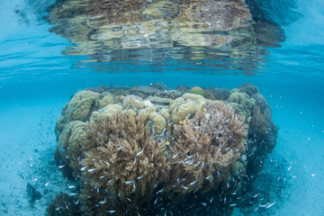 Fototapeta na wymiar Coral Bommie and Fish