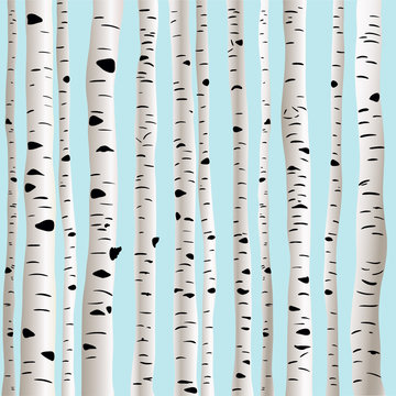 Birches in vector © nikolya