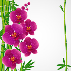 Floral design background. Bamboo and orchids.