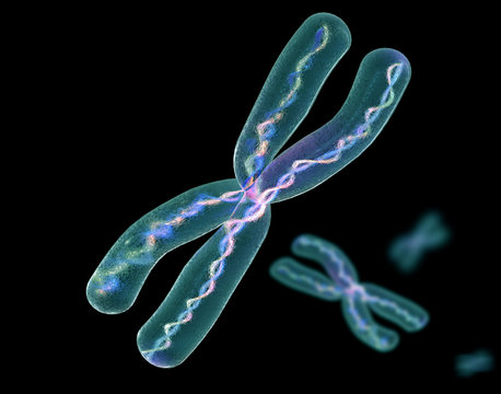chromosome x