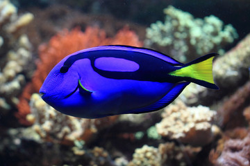 blue and yellow exotic fish
