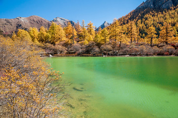 Fototapeta na wymiar Colorful autumn in Yading,China.